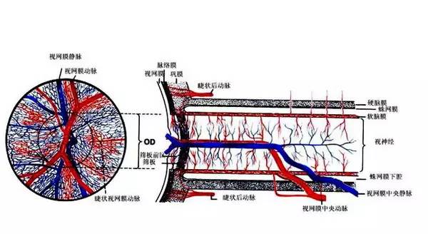 房角显微解剖图(黑白)眼球的前房角显微解剖图(彩色立体图)眼球的前房