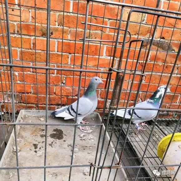 怎么搭鸽棚 395540fc2fbe4df1a12ae277639a20d0.jpeg