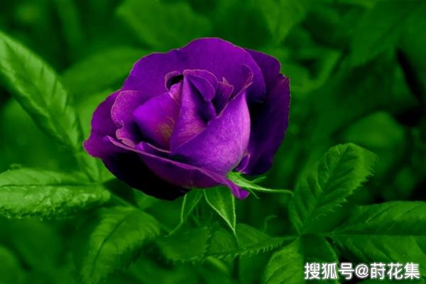 紫色蔷薇起始于高卢蔷薇杂交后代,并通过杂交,遗传给大马士革蔷薇杂交