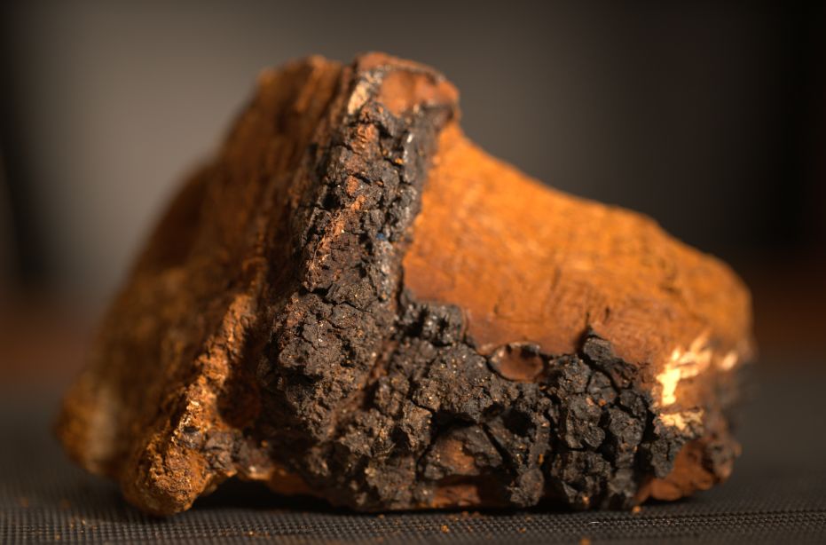 大医菌方:CCTV4《中华医药》将揭秘神秘真菌