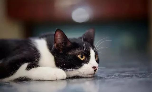 你家猫咪喜欢咬人吗?五个原因需要你重视