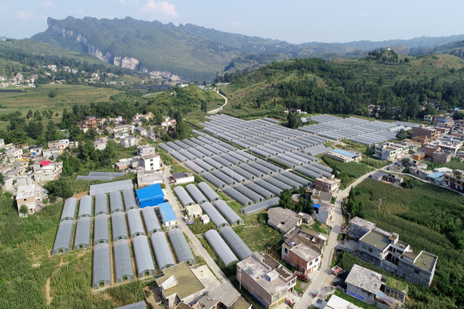 百兴镇:这里的辣椒一天采收一万斤