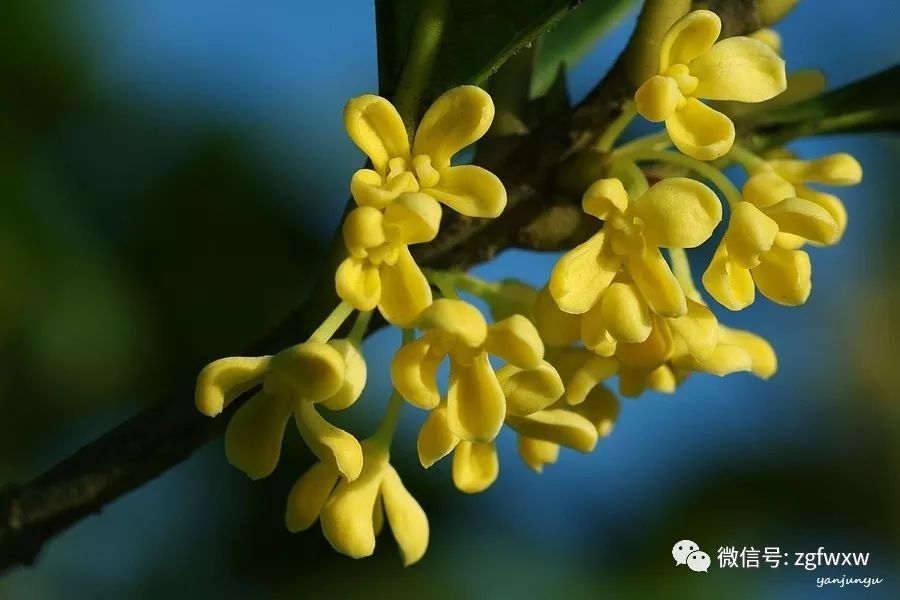 桂花又是友好吉祥的象征.古人以桂花作为珍贵的礼品相赠.