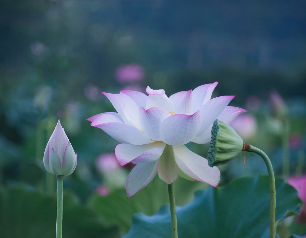 图虫静物摄影:白莲花