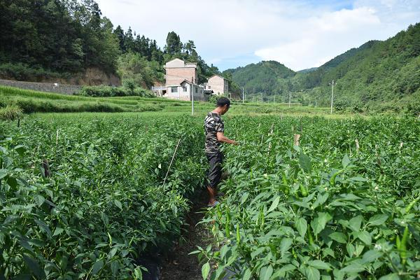 贵州镇远县舞阳镇人口_贵州风景图片(2)