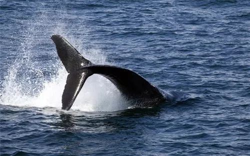 鲸鱼有几种分类 5c877eba7662432da63115b2a7a187b8.jpeg