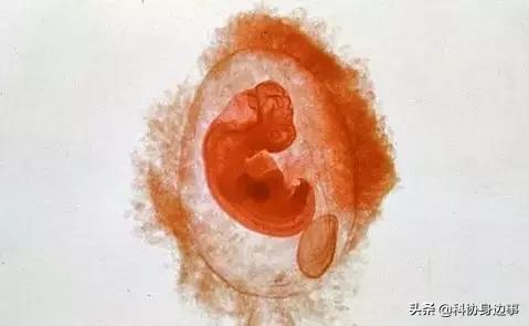 需在发育的第7天左右着床才能存活,这期间的人胚胎细胞无法获取,难以