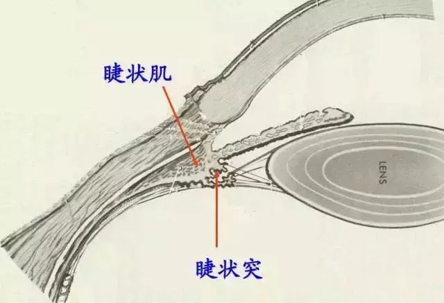 61张经典眼解剖与生理图片值得收藏