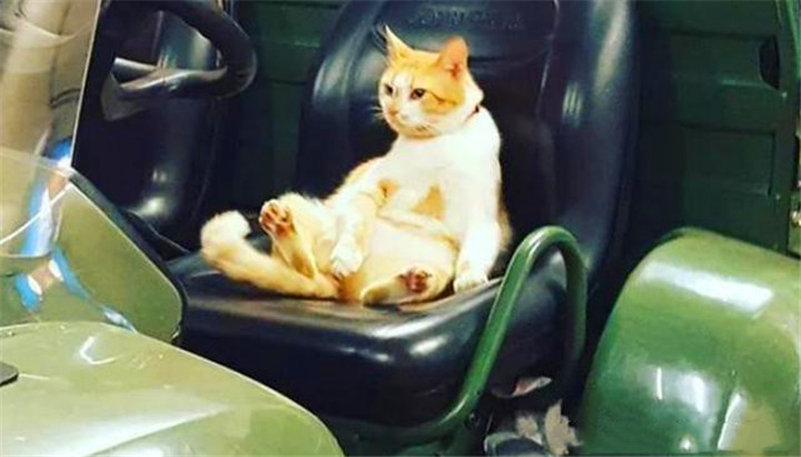 猫英文名谐音 6b5926ec6e0249aa8d55506a5175af9a.jpeg