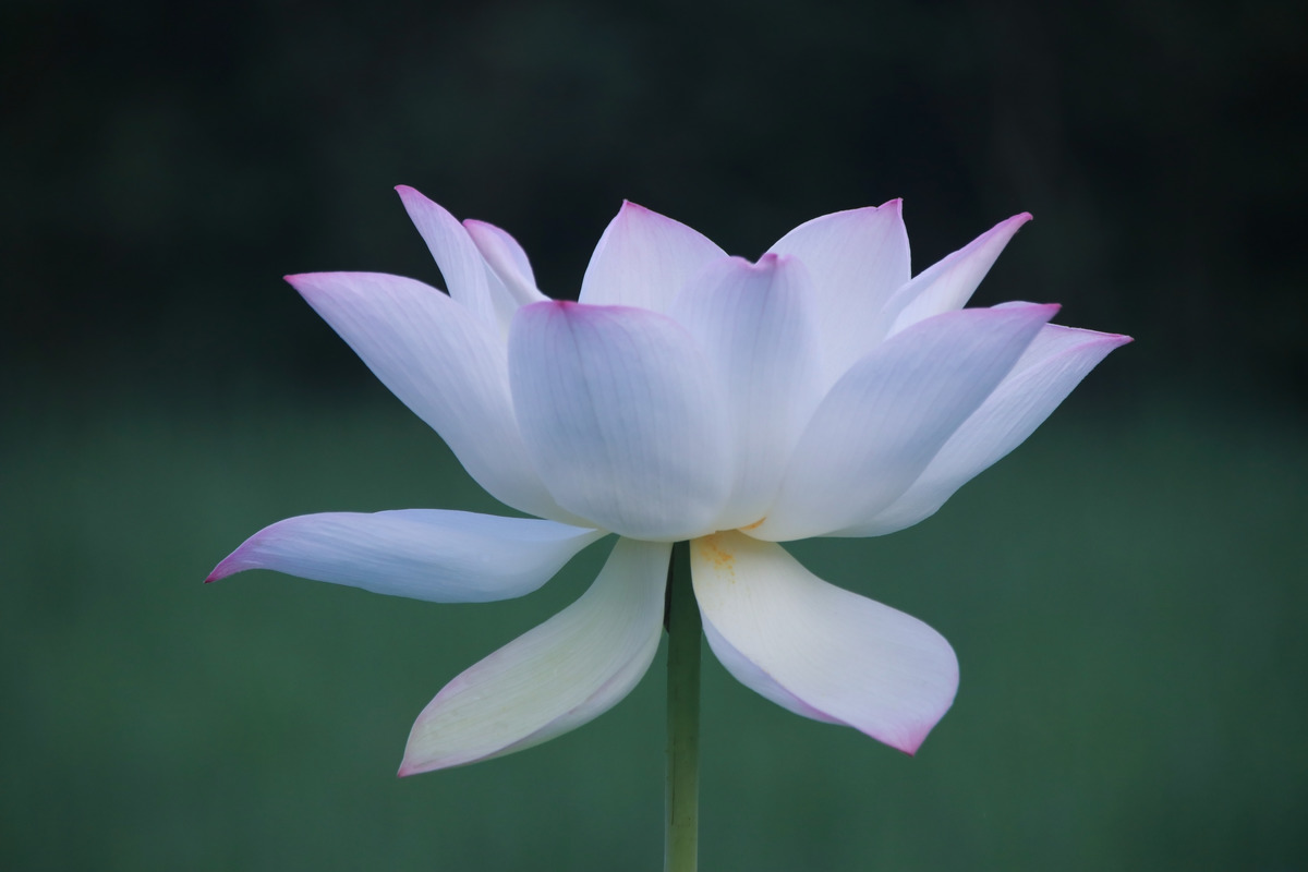 图虫静物摄影:白莲花