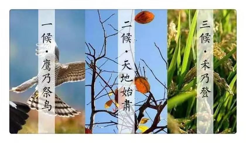 我国古代将处暑分为三候"一候鹰乃祭鸟;二候天地始肃;三候禾乃登.