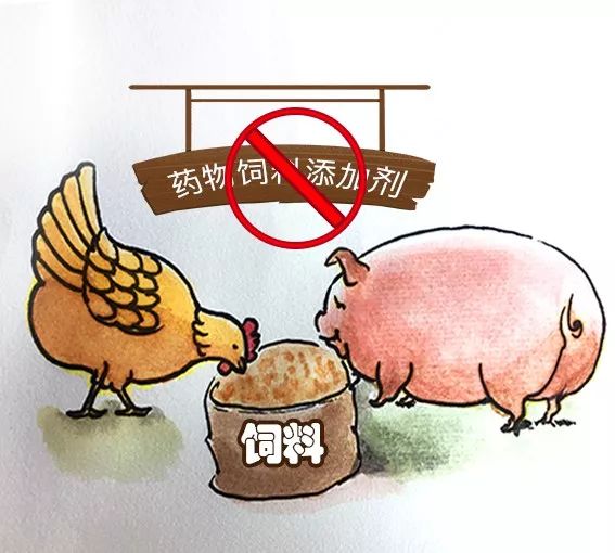 饲料禁抗新政出台