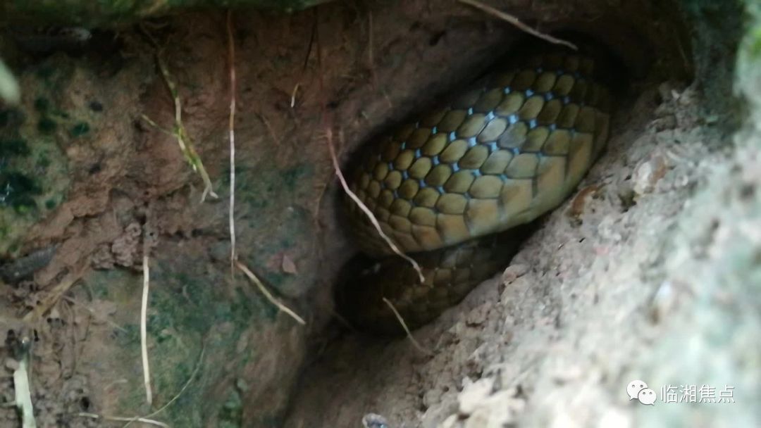 临湘老乡山里发现一个洞!居然藏着一条大蛇!