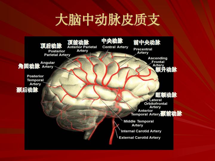 神经解剖:脑血管之动脉系和静脉系(全227页)