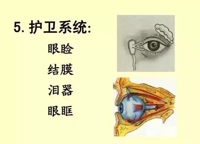 61张经典眼解剖与生理图片值得收藏