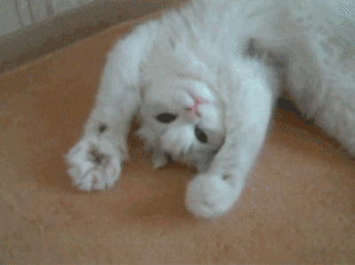 400_299gif 动态图 动图