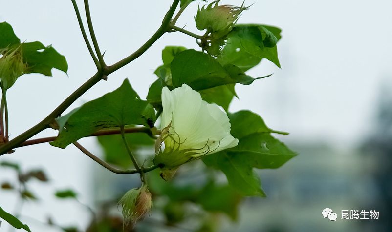 棉花种植时,叶小柄长颜色深,叶片肥植株呈"个"型,如何防治?