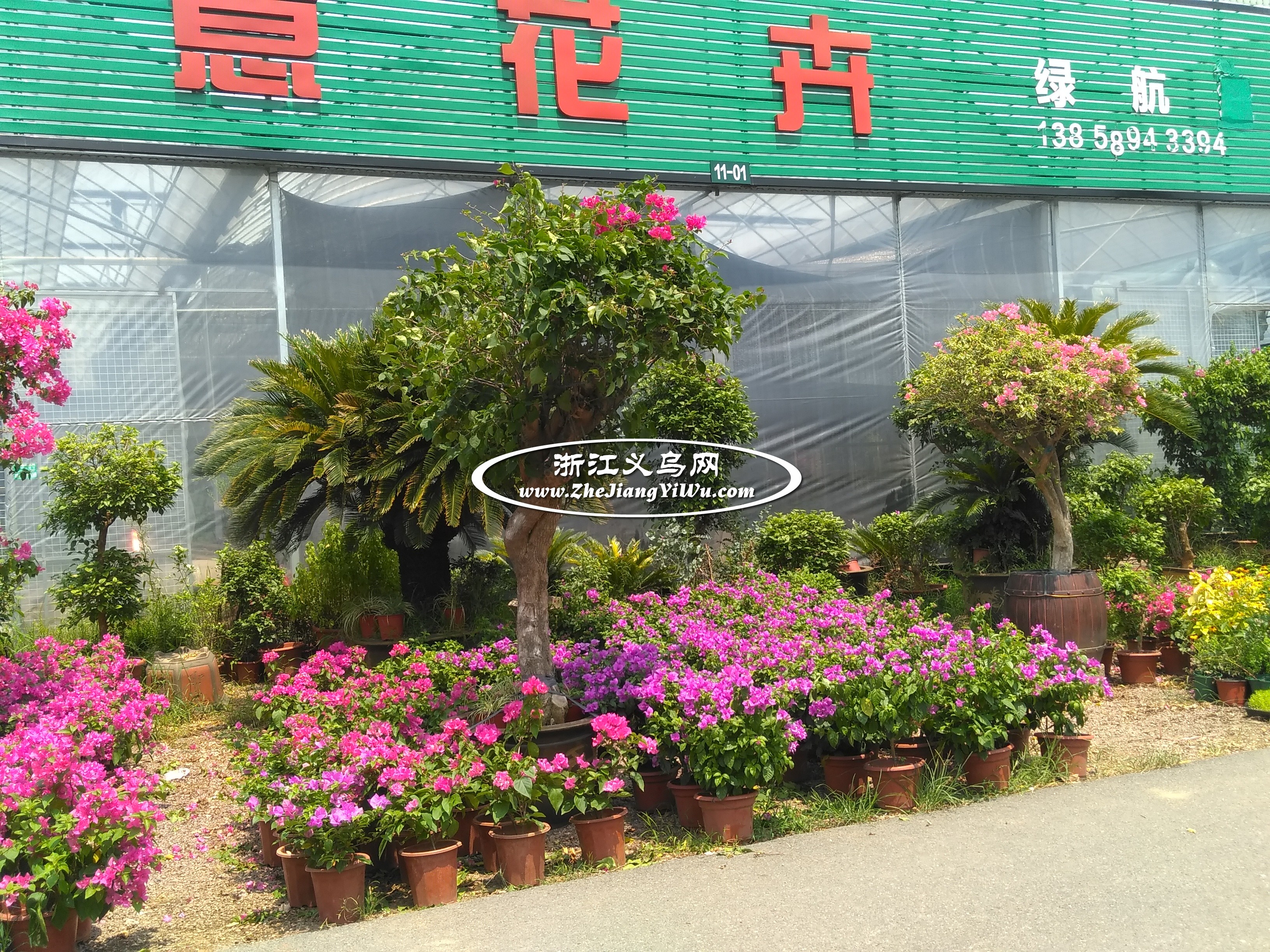 金华市澧浦苗木城是浙中最大的苗木花卉批发市场