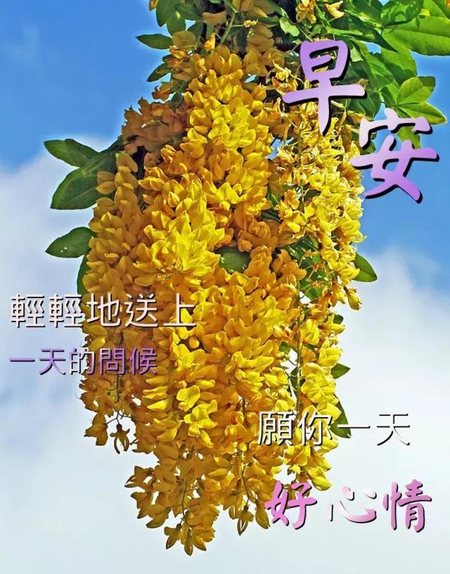 早上好,我为你带来清晨的第一缕阳光,愿你像阳光一样夺目耀人