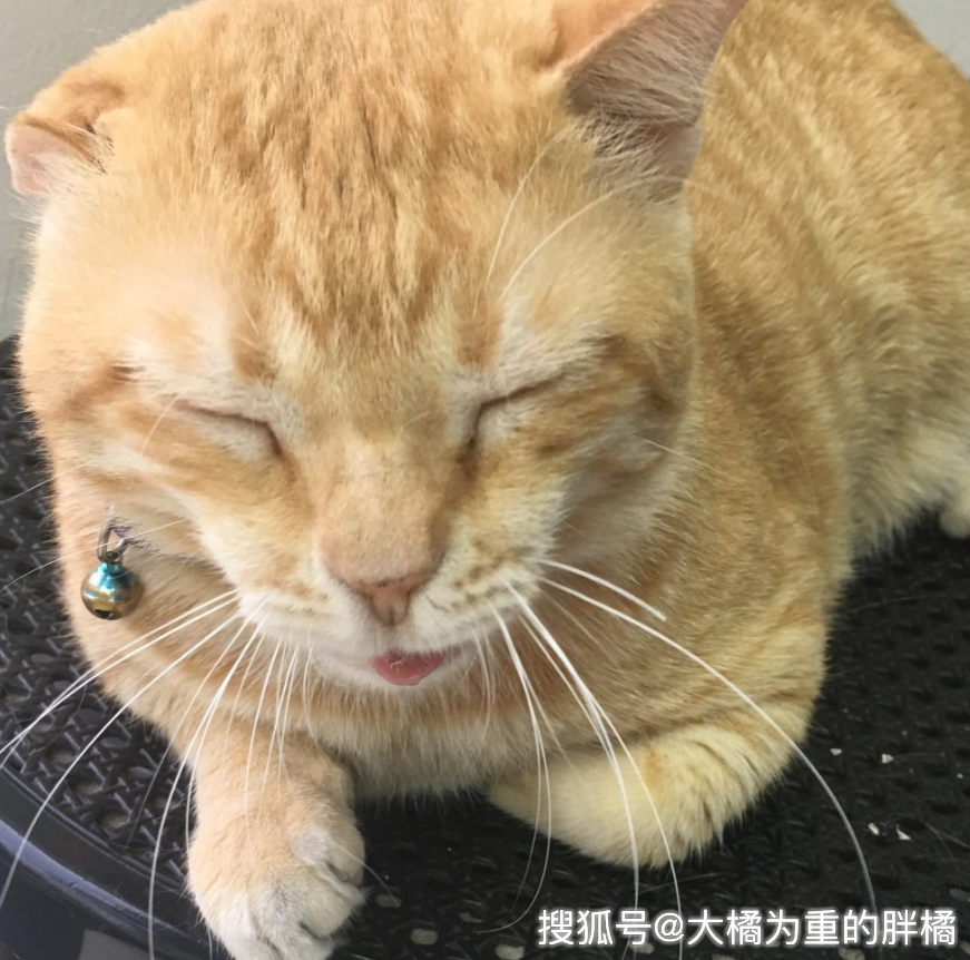 老总变成猫_喜羊羊变成猫的图片(3)