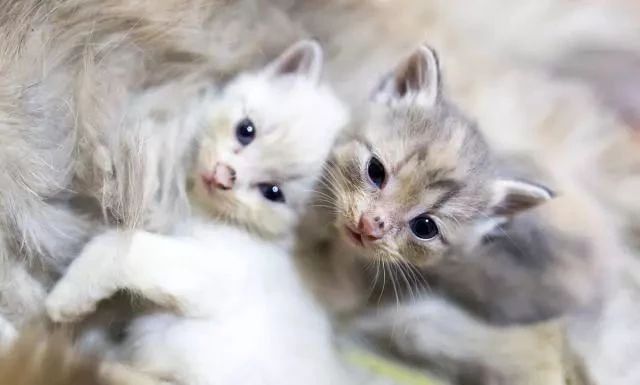 你家猫咪喜欢咬人吗?五个原因需要你重视