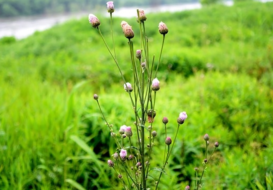 野草(组诗一)