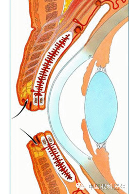 眼睛全局观眼科解剖图 眼眶骨眼科图谱虹膜与睫状体眼球横切面示意