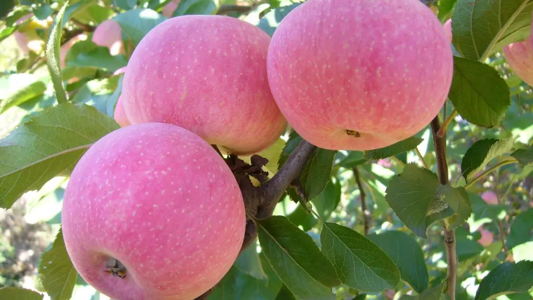 苹果加什么可以止泻 bbe277d9ac84443cb8b1f63f83ad10c6.jpeg