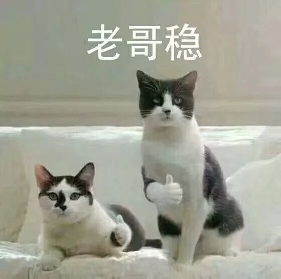 这是一条鬼畜画风的狗狗猫咪表情包合集推文