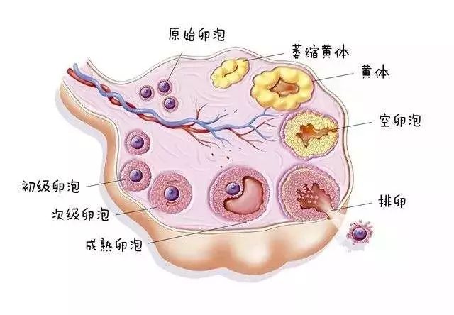 值得注意的是,由于该病在月经周期,卵泡期及黄体期的持续时间上与正常