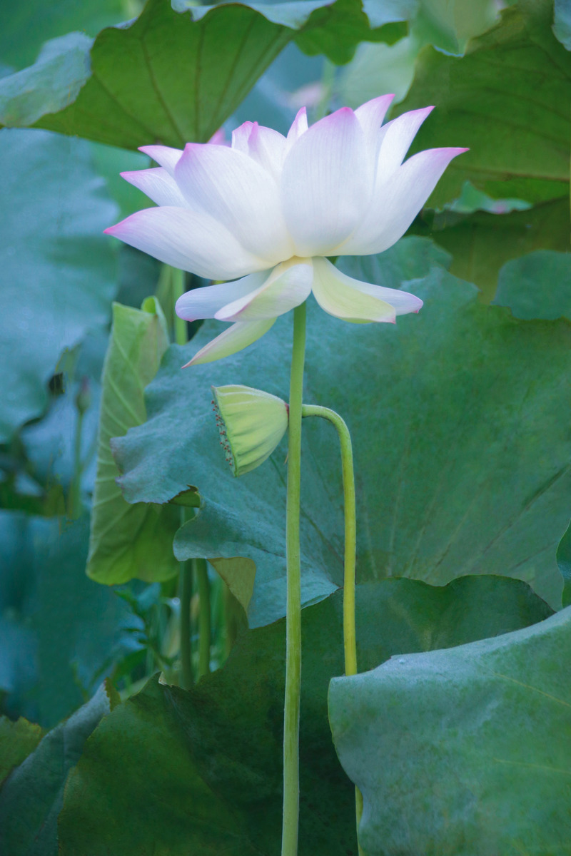 图虫静物摄影:白莲花