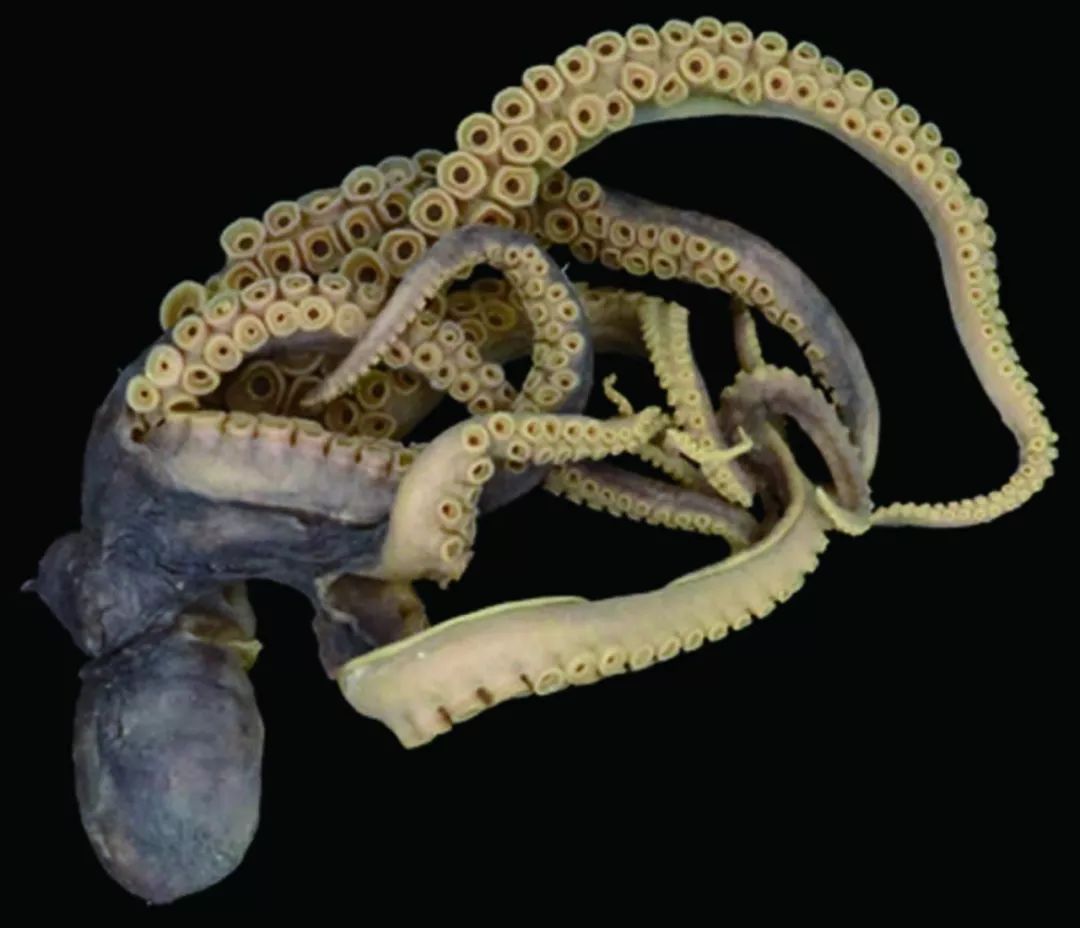 octopus variabilis长蛸我国北方海域经济价值最大的乌贼,20世纪80