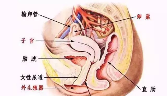 为什么女性一定要要重视生殖健康