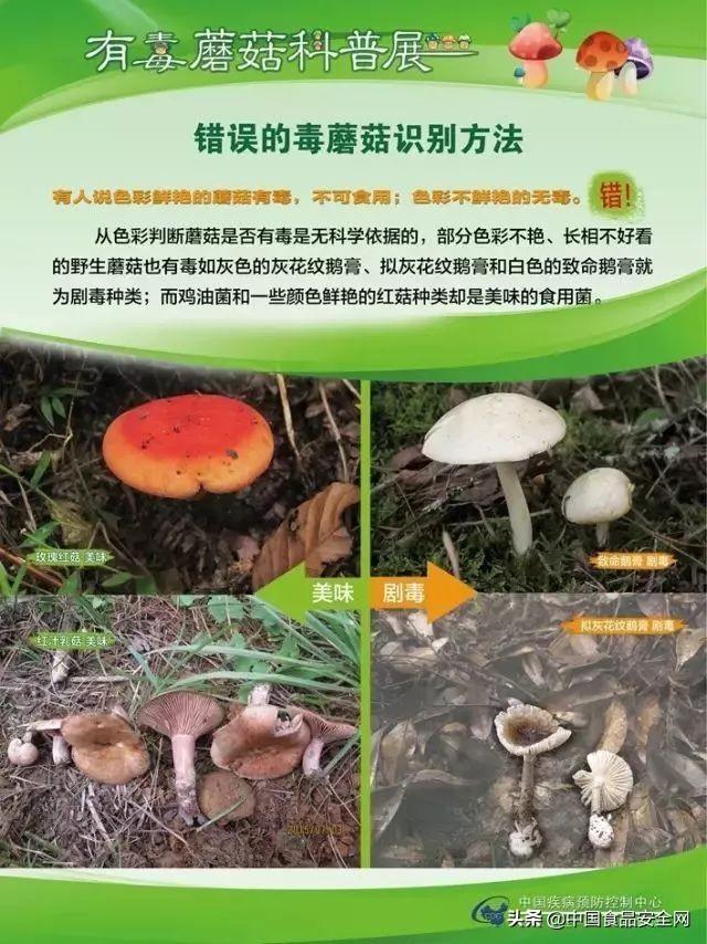 鲜美异常却要人命!野生菌菇种类这么多,到底哪个能吃哪个不能吃?