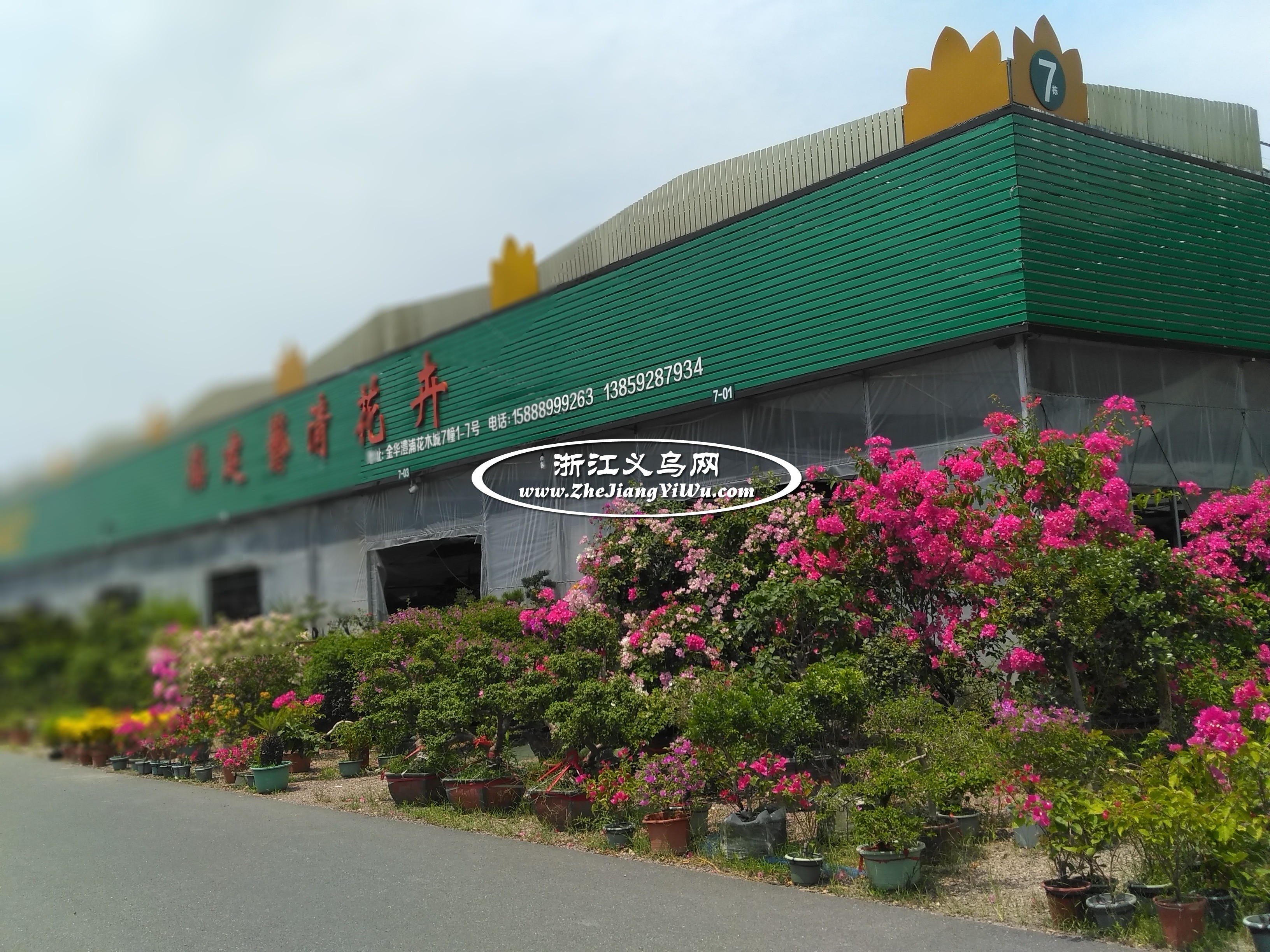 金华市澧浦苗木城是浙中最大的苗木花卉批发市场