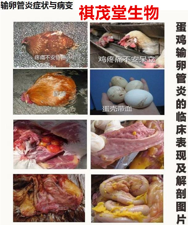 如温和型禽流感,温和型新城疫,传支,禽白血病等蛋鸡疾病;住白细胞
