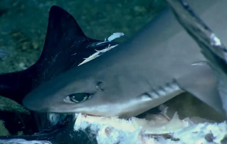 深海角鲨罕见狂啃剑鱼尸体不料被大鱼伏击一口吞下肚