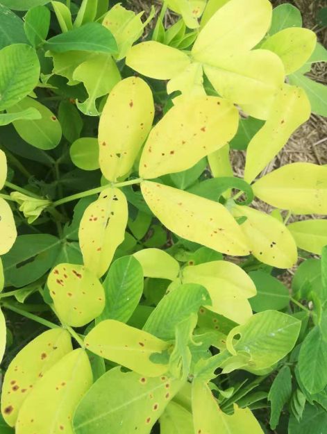 花生叶片发黄到底是病害还是缺素种植花生的农民赶快看