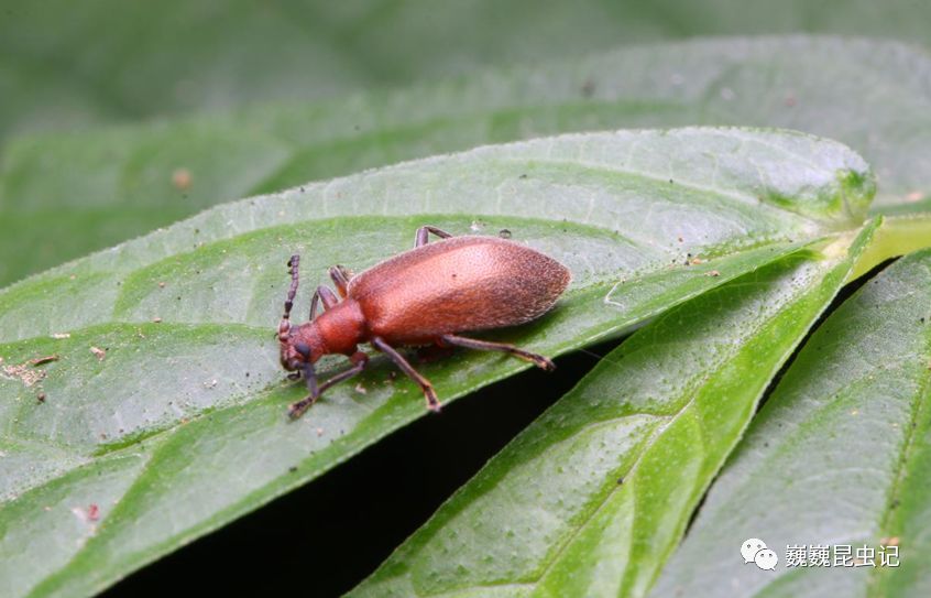 【虫出江湖】天目半日游_马陆