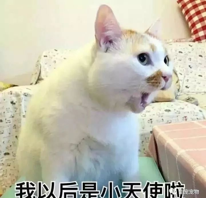 惊你表情包里这些猫的原型来了快看你认识几个