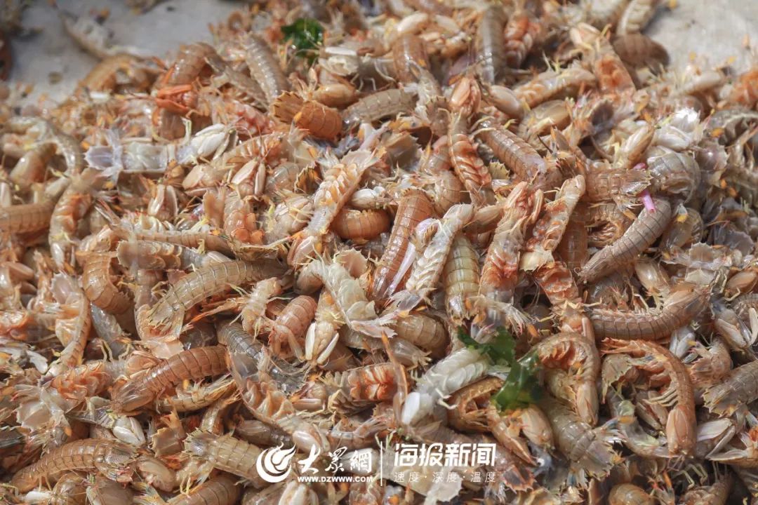 海鲜价格曝光!皮皮虾最低8元!还有螃蟹,乌子.