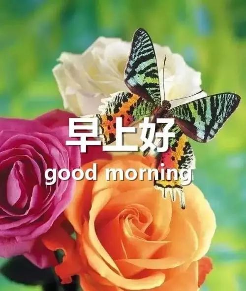 最新的唯美暖心早上好问候语录,早安祝福语短信图片表情带字
