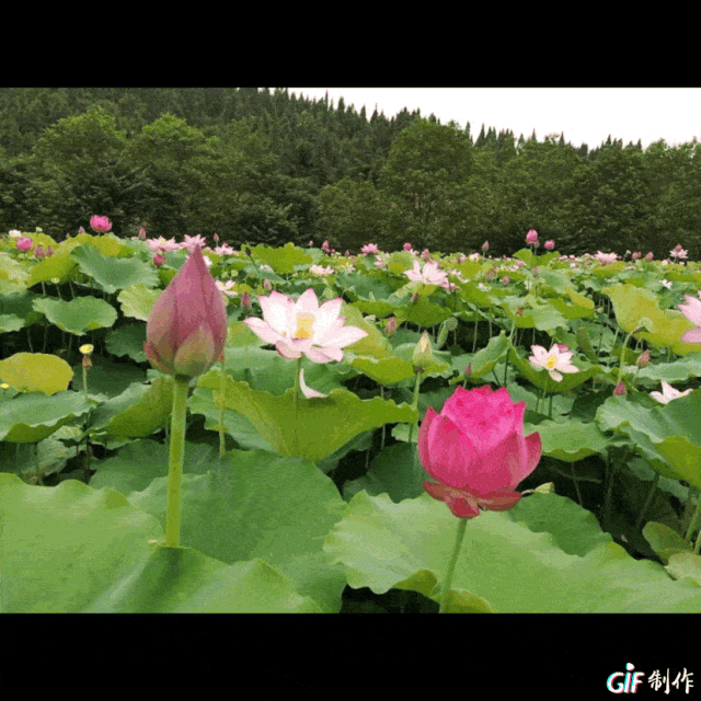 江油此地金莲盛开,万众瞩目,抢票啦!