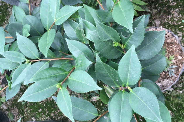 因此为了防止夏季的时候盆土温度过高导致茶花的根系,叶子被高温灼伤