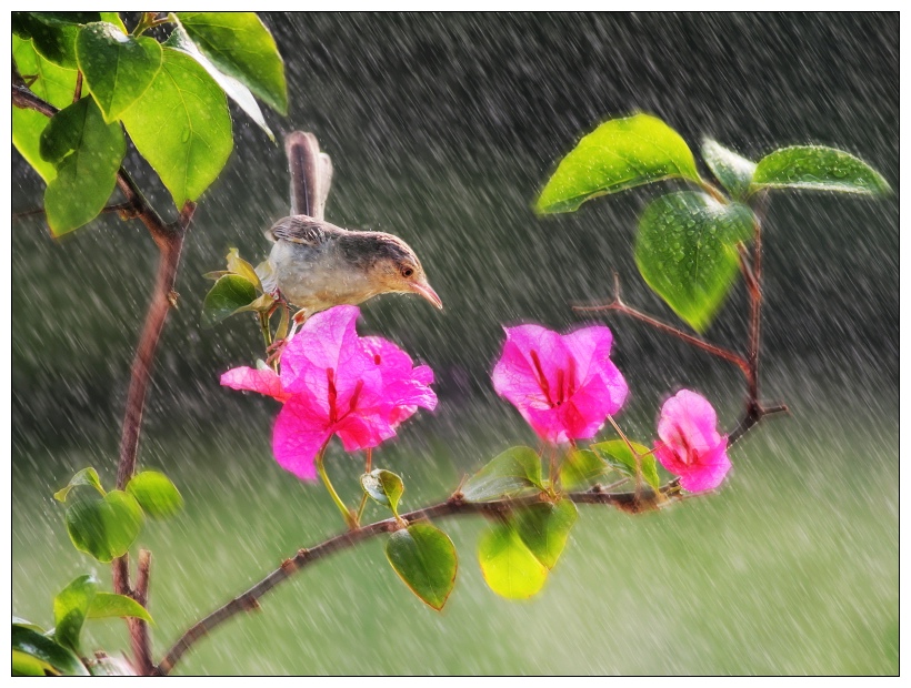 风雨人生,淡然相随