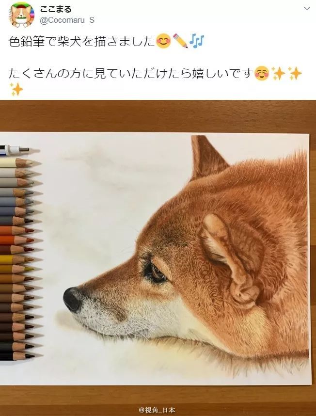 用彩色铅笔画的柴犬.