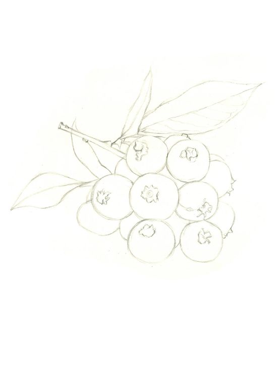 详细彩铅步骤教程| 一步一学画蓝莓