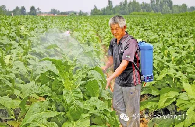 并在烟苗长到一定高度时,(短顶)图片