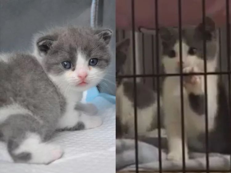 蒜头猫是什么 32c3f5c556254ad886cc4dc3e77dbd8e.jpeg