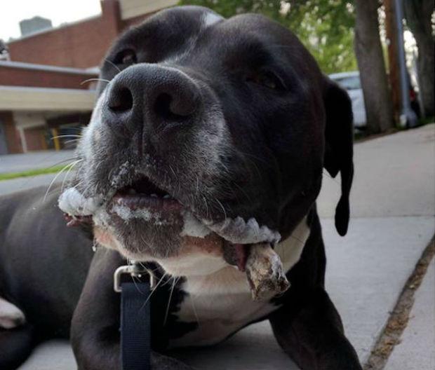 狗狗狂流口水不一定是狂犬病,可能喉咙卡住了,主人要这么帮它